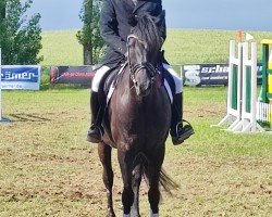 dressage horse No Mercy (German Riding Pony, 2017, from Wengelo's Nelson)