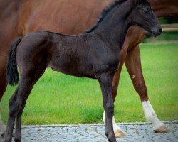 foal by Lady Vienna (Oldenburg, 2024, from Vitalis)