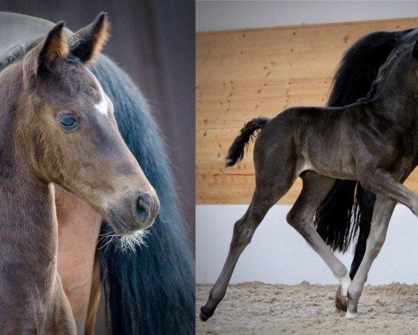 foal by Imperial (Oldenburg, 2024, from Ibiza Dream)