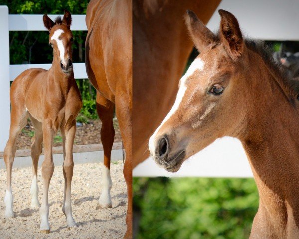 foal by Verzauberte Edoste (Oldenburg, 2024, from V-Power)