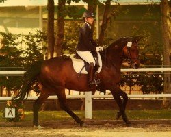 broodmare Dancing Girl (Hanoverian, 2003, from De Niro)