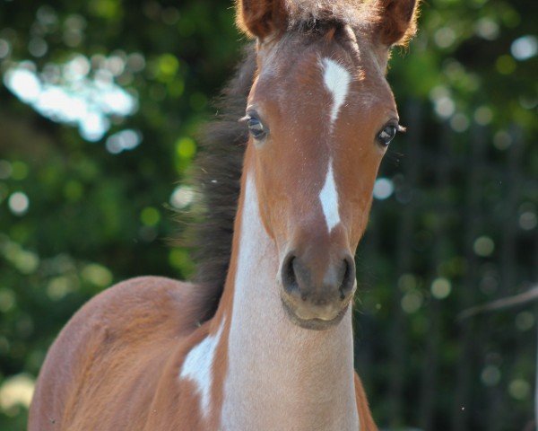 foal by Great Vaiana P (German Riding Pony, 2024, from Golden Grey NRW)