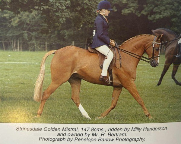 Pferd Strinesdale Golden Mistral (British Riding Pony, 1993, von Gaulden Gamecock)