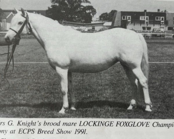 horse Lockinge Foxglove (Connemara Pony, 1984, from Atlantic Swirl)