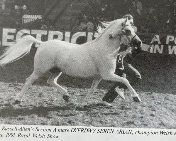 Zuchtstute Dyfrdwy Seren Arian (Welsh Mountain Pony (Sek.A), 1984, von Aston Superstar)