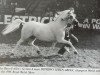 broodmare Dyfrdwy Seren Arian (Welsh mountain pony (SEK.A), 1984, from Aston Superstar)