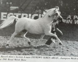 broodmare Dyfrdwy Seren Arian (Welsh mountain pony (SEK.A), 1984, from Aston Superstar)