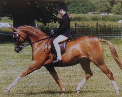 Pferd Rhos Virtuoso (British Riding Pony, 2000, von Moor Hall Catnip)