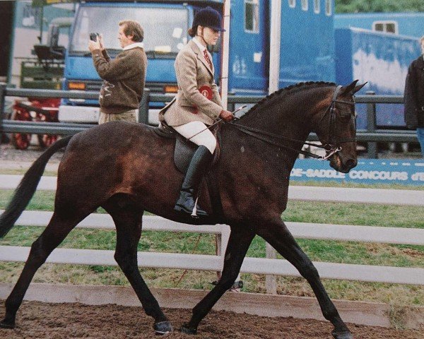 horse Gunnerby Sir Lancelot (British Riding Pony, 1984, from Thornhill Sebastian)