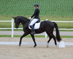 dressage horse Dunkelfürst (Hanoverian, 2016, from De Niro)