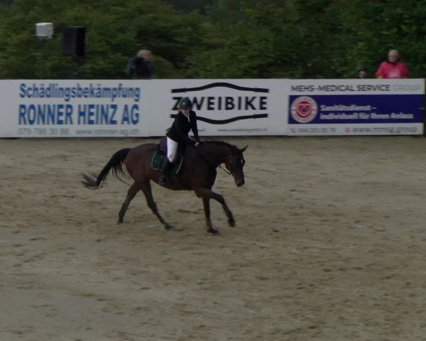 Reitturnier Wädenswil 2024