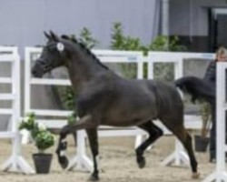 stallion Zauberdesign (Trakehner, 2020, from Schwarzgold)