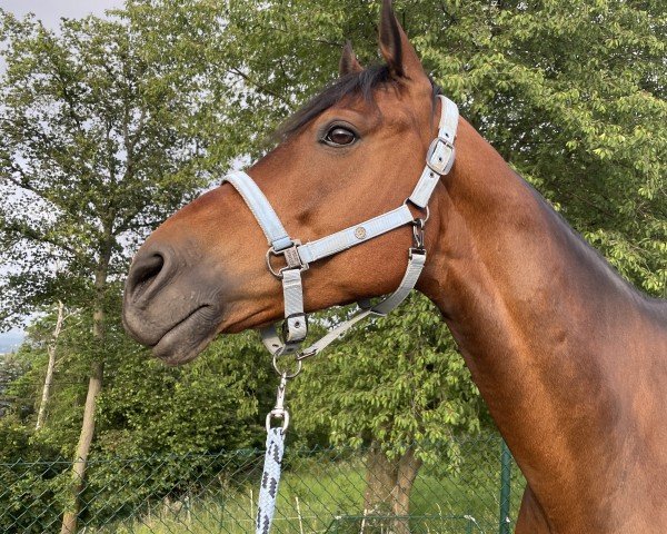 jumper Charming Pleasure WM (German Sport Horse, 2014, from Czarownik xx)