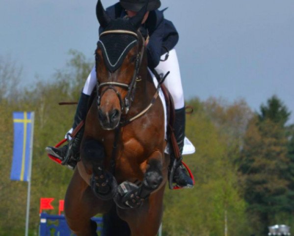 jumper Serendy Pity (Belgium Sporthorse, 2002, from Kannan)