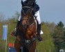 jumper Serendy Pity (Belgium Sporthorse, 2002, from Kannan)