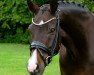 dressage horse Sarotti Bu (Westphalian, 2013, from Serafino 32)