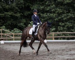 dressage horse Sterling (Trakehner, 2011, from Hirtentanz 2)