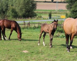 horse Luigi CB (German Riding Pony, 2021, from Louis le Bon)