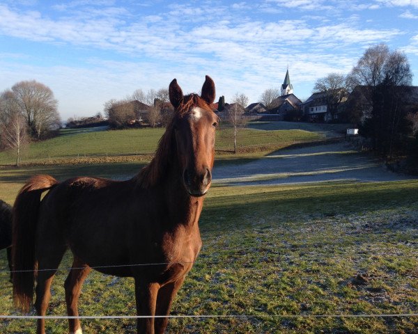 Pferd Lumos (Bayer, 2014, von Le Mans)