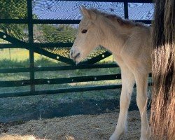 foal by Bella (Fjord Horse, 2024, from Goliath)