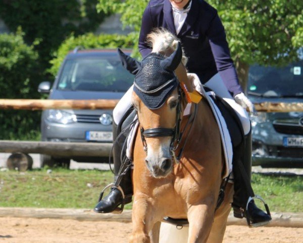 dressage horse Adamo S (Haflinger, 2002, from Andiamo)