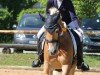 dressage horse Adamo S (Haflinger, 2002, from Andiamo)