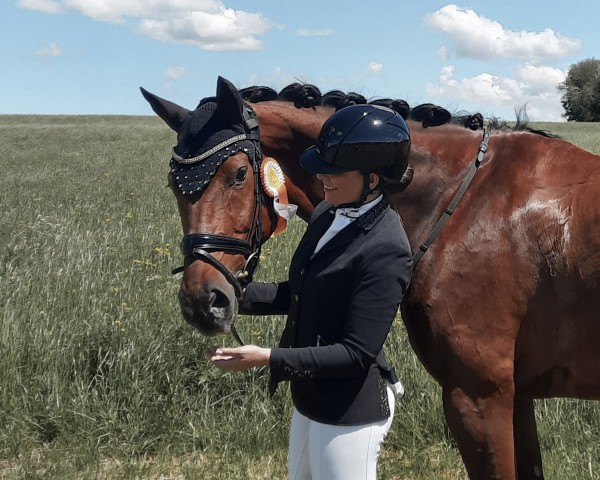 dressage horse Indigo 163 (Swedish Warmblood, 2013, from Glock's Johnson Tn)