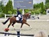 dressage horse Der kleine Däumling (Württemberger, 2013, from Don Schufro)