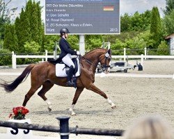 dressage horse Der kleine Däumling (Württemberger, 2013, from Don Schufro)