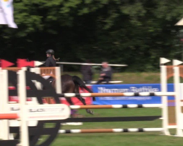 Reitturnier Nienburg 2024