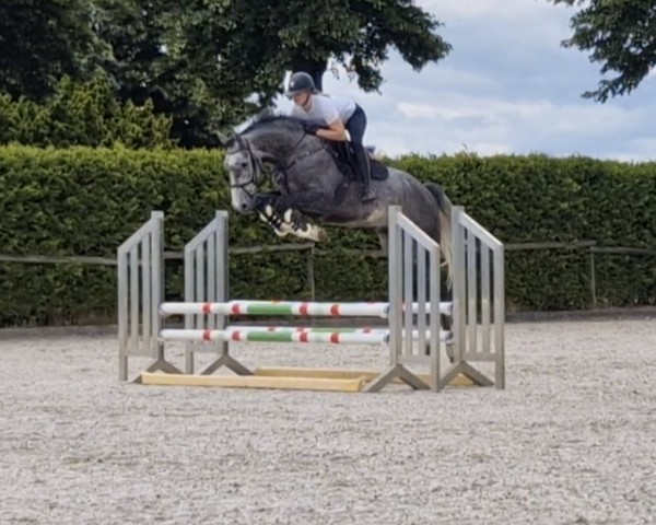 jumper DiaLando 2 (Hanoverian, 2019, from Diacontinus)