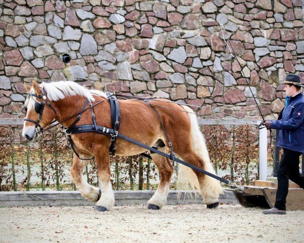 stallion Banause von Brück (Rhenish-German Cold-Blood, 2016, from Baron von Brück)