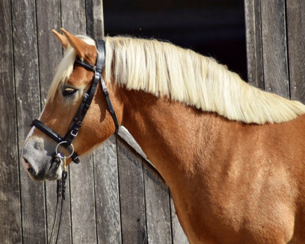 stallion Balthasar von Brück (Rhenish-German Cold-Blood, 2020, from Banause von Brück)