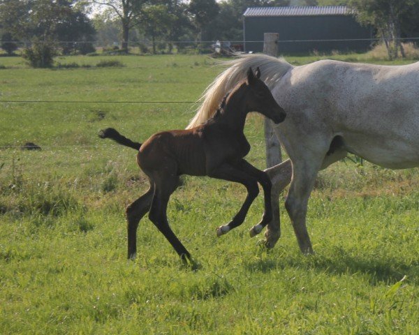 foal by Don't Touch Fina HP (Hanoverian, 2024, from Dourkhan Hero Z)