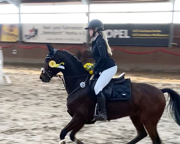 jumper Valena G (German Sport Horse, 2016, from Dree Boeken's Vulkano Gold)