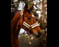 jumper Cadeau du ciel D (German Sport Horse, 2007, from Canterbury)