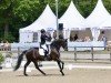 dressage horse My Fire (Oldenburg, 2016, from Morricone)