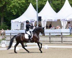 dressage horse My Fire (Oldenburg, 2016, from Morricone)