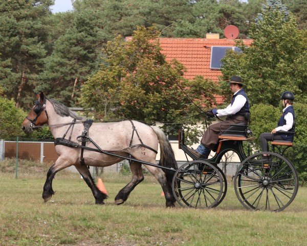 broodmare Anja 570 (Rhenish-German Cold-Blood, 2015, from Napoleon)