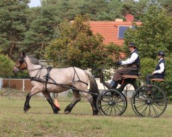 Zuchtstute Anja 570 (Rheinisch-Deutsches Kaltblut, 2015, von Napoleon)