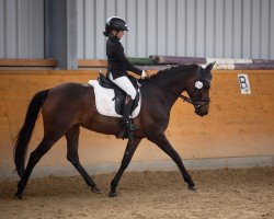 dressage horse Déjà Vu (German Riding Pony, 2015, from Daily Pleasure WE)