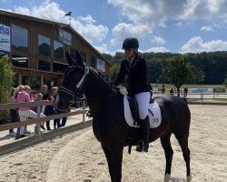 dressage horse Duvall 11 (Hanoverian, 2011, from De Niro)