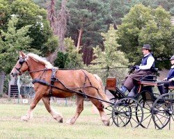 broodmare Lotte von Brück (Rhenish-German Cold-Blood, 2016, from Albrecht von Brück)