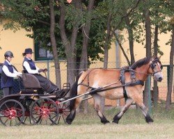 broodmare Emelie 50 (Rhenish-German Cold-Blood, 2015, from Eros von Brück)