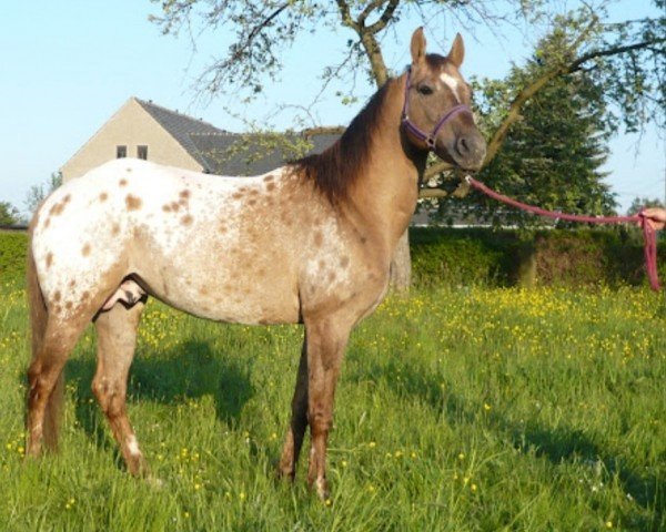 stallion Silvers Heartbreaker (Appaloosa,  , from Travelin Freckles)