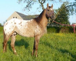 stallion Silvers Heartbreaker (Appaloosa,  , from Travelin Freckles)