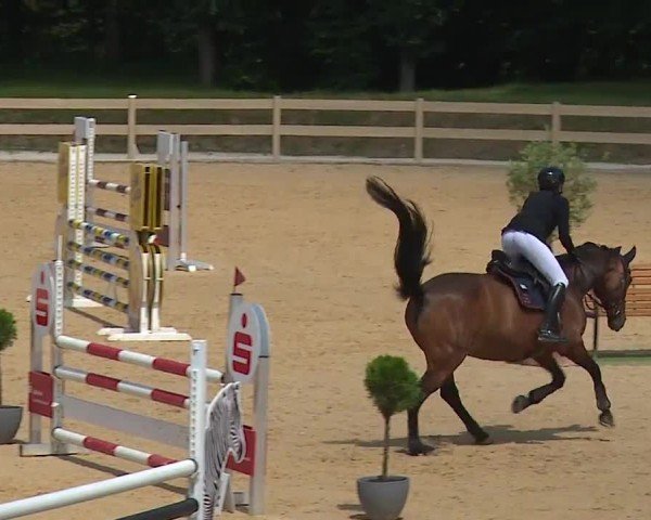 Reitturnier Tiefenhof/Opf. 2024