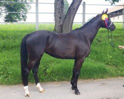 dressage horse Demokratie (German Sport Horse, 2020, from Doubtless)