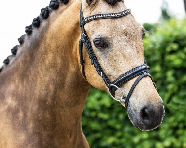 jumper Sulaatik's Vidoc (New Forest Pony, 2010, from Sulaatik's Versace)