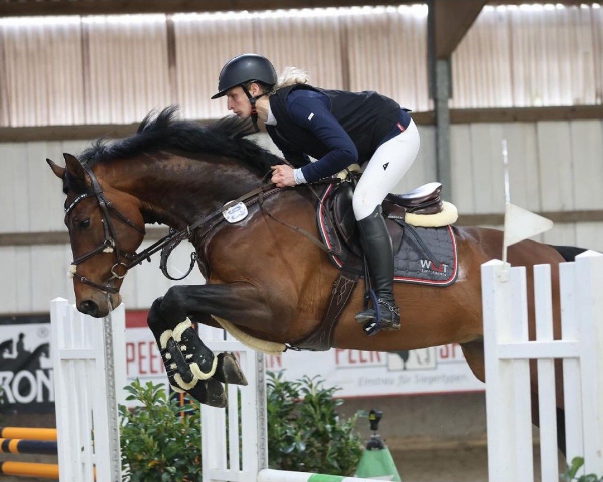 stallion Oganolix T (Oldenburg show jumper, 2020, from OGANO)